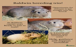 Guinea Pig rodents for sale: Skinny pig, werewolf and Baldwin breeder - Advert 11