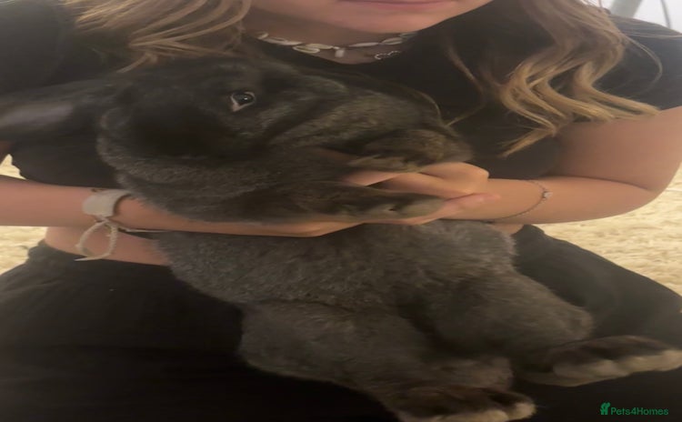 Flemish rabbits - Advert 1