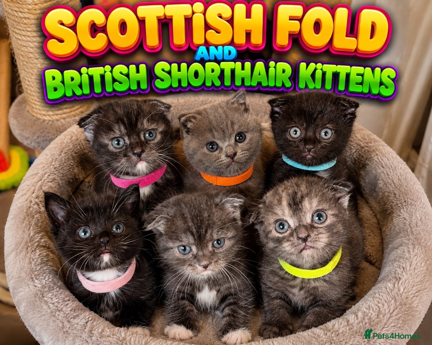 Mixed Breed cats RARE BRITISH Shorthair&ScottishFold Kittens - Advert 13