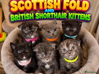 Mixed Breed cats ‼️READY‼️BritishShorthair&ScottishFold Kittens - Advert 4