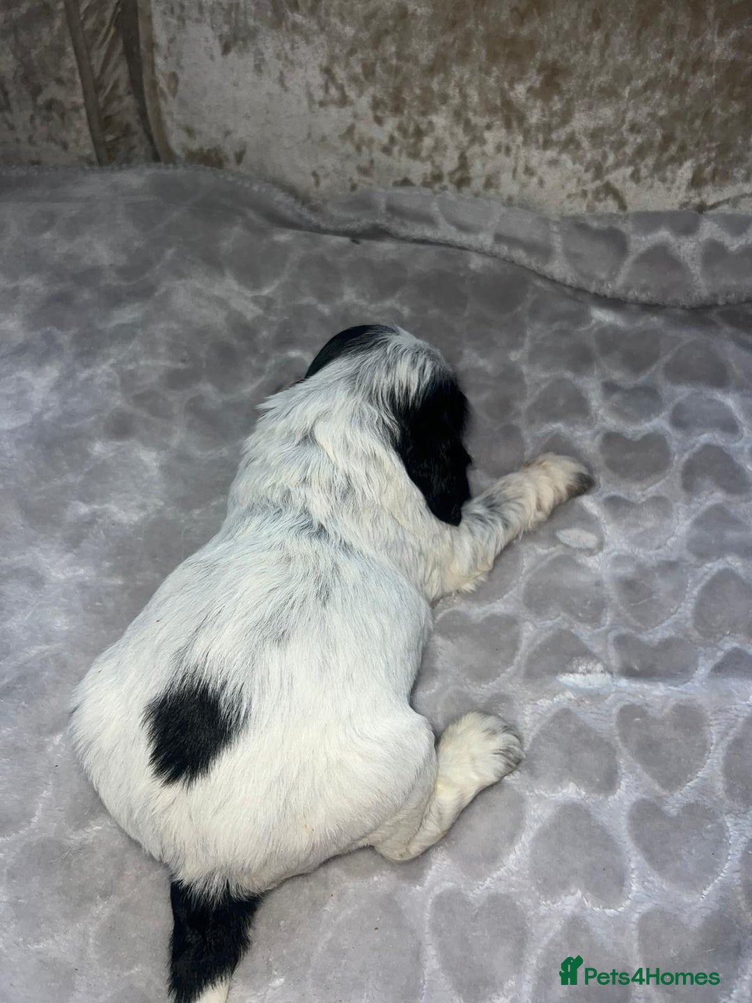 Cocker Spaniel dogs for sale: Kc registered show cocker spaniels  - Advert 10