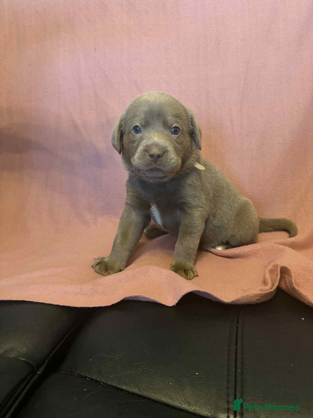 Labrador Retriever dogs for sale: Beautiful KC registered labrador puppies  - Advert 5
