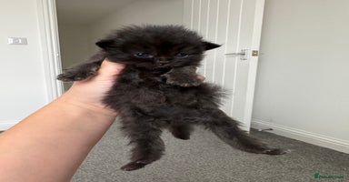 Persian cats Pure persian kittens - Advert 14