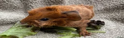 Guinea Pig rodents for sale: Boar Guinea Pigs Available Now! - Advert 8