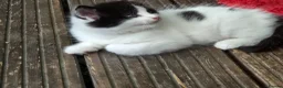 Mixed Breed cats for sale: Cute kittens for sale (NEED GONE ASAP) - Advert 8