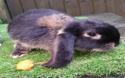 French Lop rabbits for sale: Giant French Lop Planned Litters - Vaccinated   - Image 25