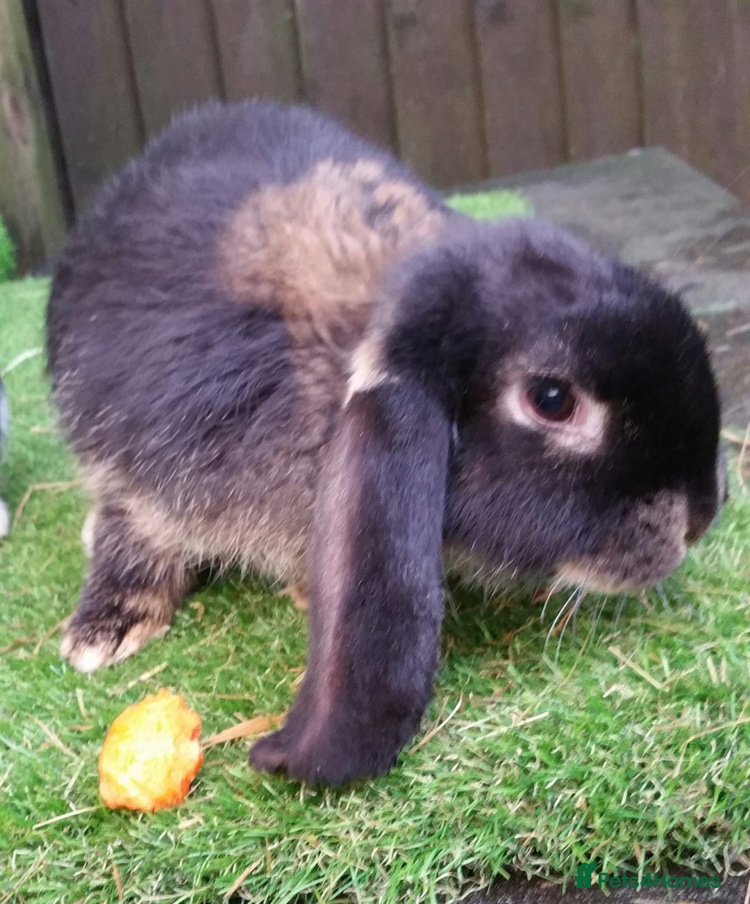 French Lop rabbits for sale: Giant French Lop Planned Litters - Vaccinated   - Image 25