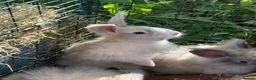 Mini Lop rabbits for sale: Mini lops-raised indoors-vaccinated  - Advert 25