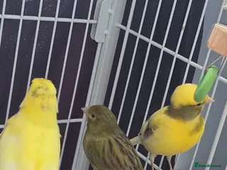 Finches birds Canaries - Advert 5