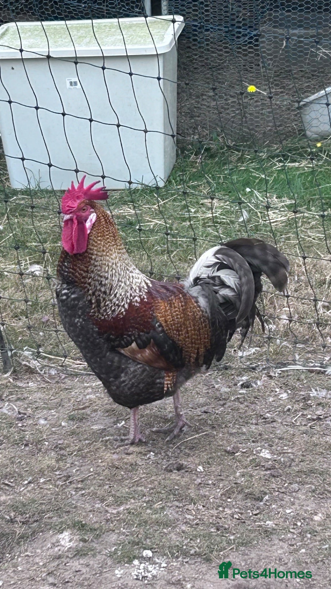Chickens poultry Free to a good home  - Advert 1