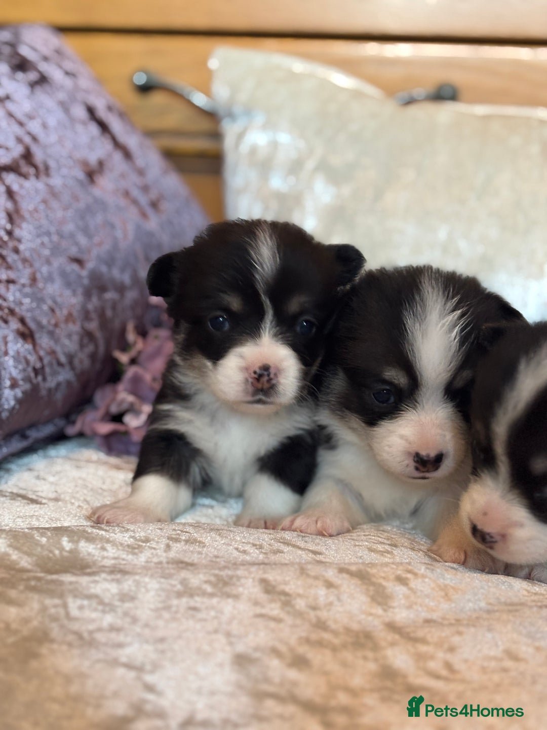Welsh Corgi Pembroke dogs for sale: Pedigree, health tested parents, licensed breeder - Image 11