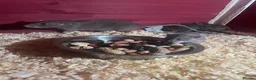 Rat rodents for sale: Baby rats  - Advert 2