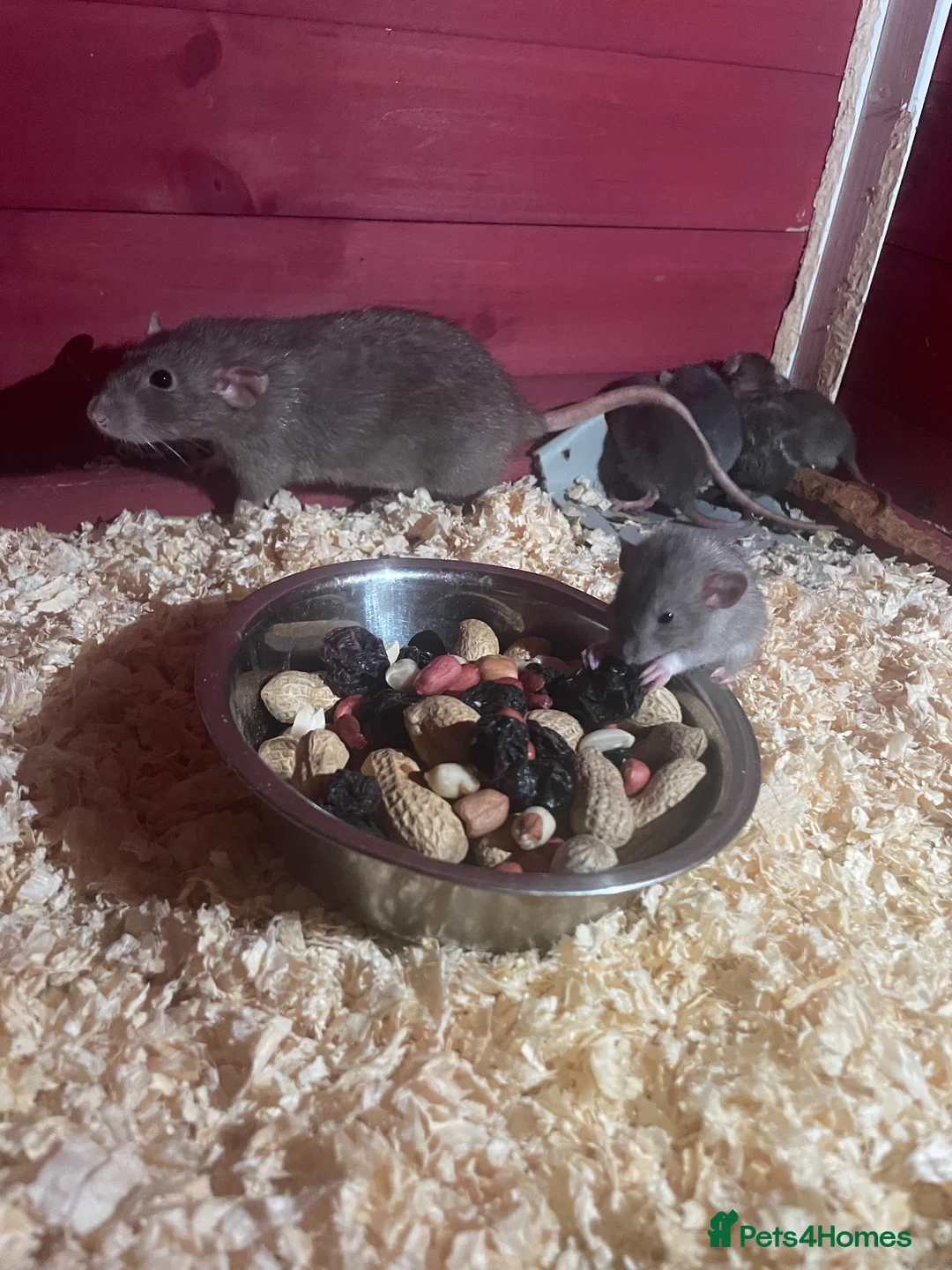 Rat rodents for sale: Baby rats  - Advert 2