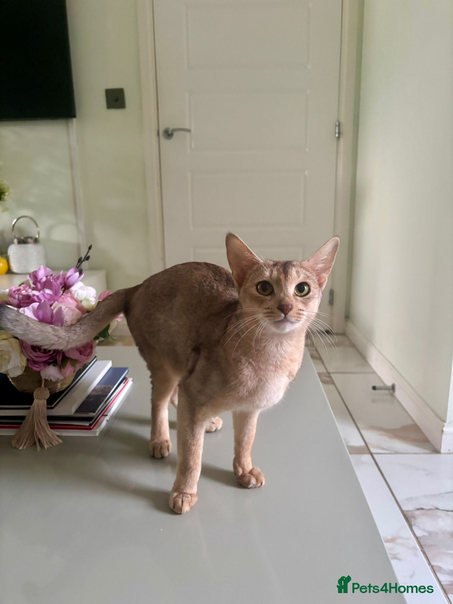 Abyssinian cats QUEEN ABYSSINIAN READY FOR STUD NOW - Advert 1