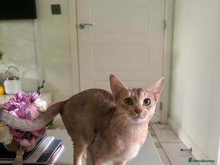 Abyssinian cats TICA REGISTERED ABYSSINIAN QUEEN - Advert 12