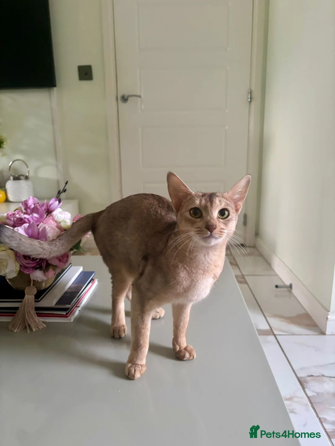 Abyssinian cats for sale: TICA REGISTERED ABYSSINIAN QUEEN - Advert 1
