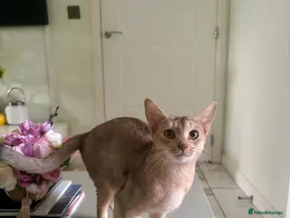 Abyssinian cats TICA REGISTERED ABYSSINIAN QUEEN - Advert 6