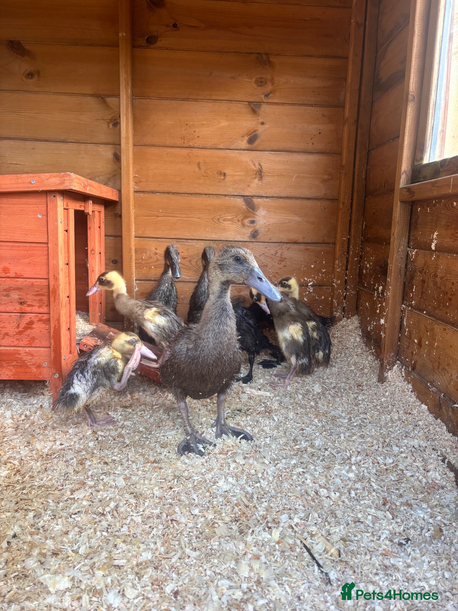 Ducks poultry 2indian runners 4khaki  - Advert 5