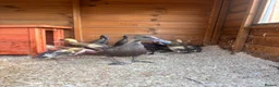 Ducks poultry for sale: 2indian runners 4khaki  in Tunbridge Wells - Advert 1