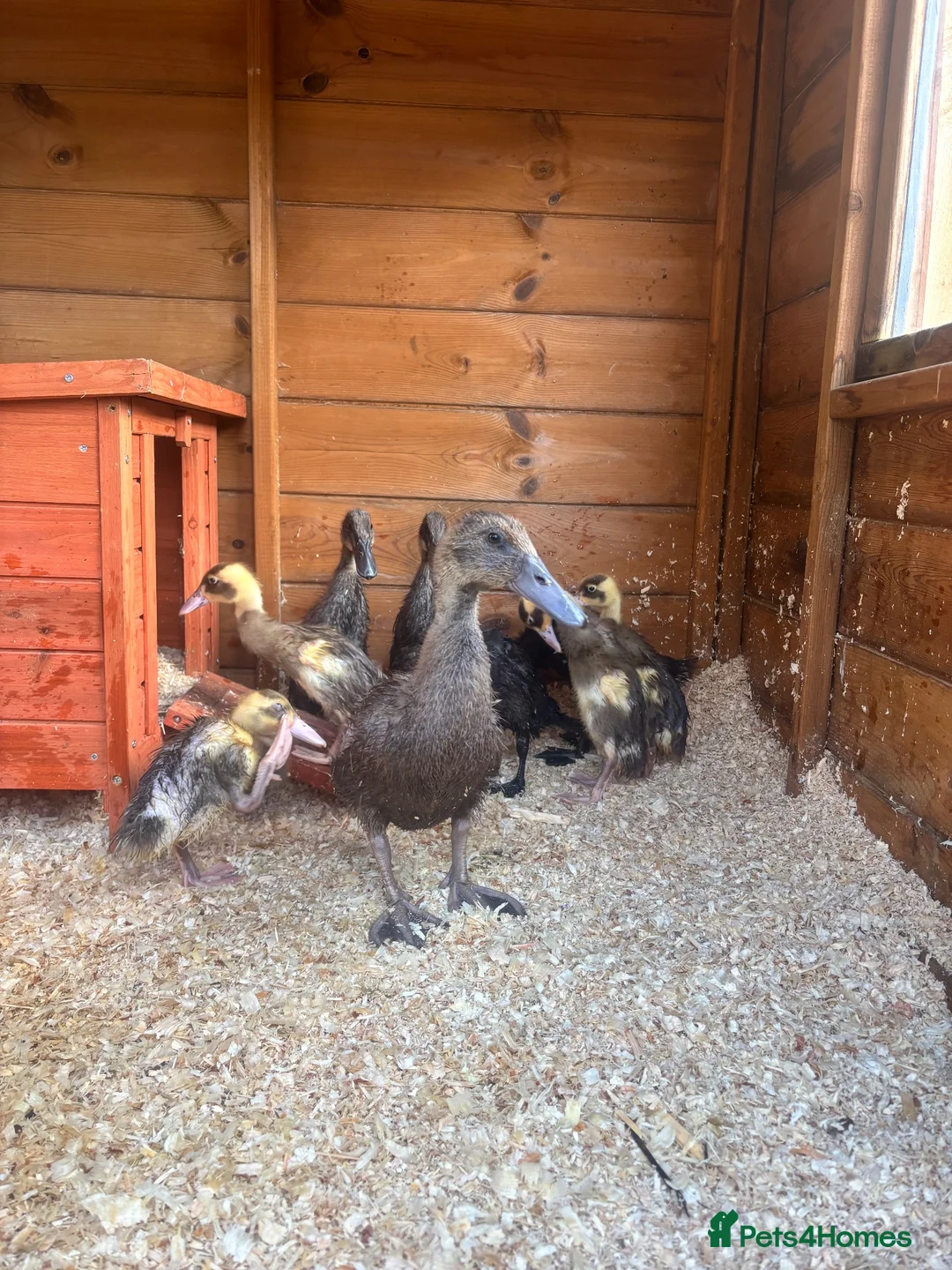 Ducks poultry for sale: 2indian runners 4khaki  in Tunbridge Wells - Advert 1