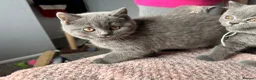 British Shorthair cats for sale: British short /longhair gccf  kittens  - Advert 16
