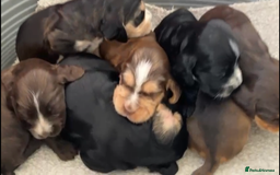 Cocker Spaniel dogs for sale: Kc show extensive health tests beautiful colours - Image 1