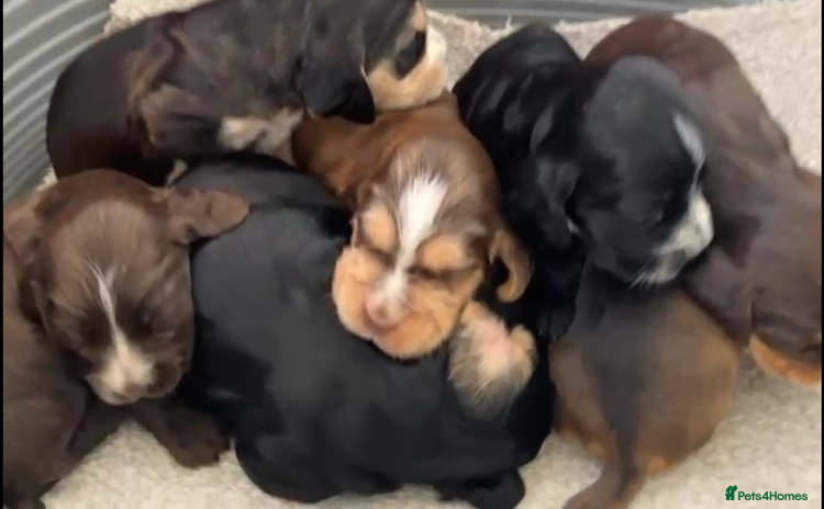 Cocker Spaniel dogs - Advert 1