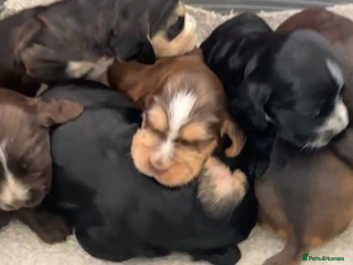 Cocker Spaniel dogs - Advert 16