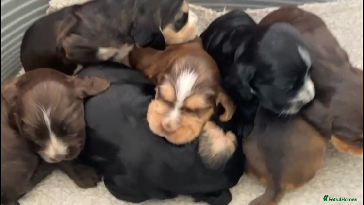 Cocker Spaniel dogs - Advert 1