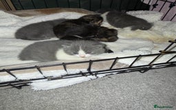 British Shorthair cats for sale: 6 beautiful British shorthair cross kittens  - Advert 2