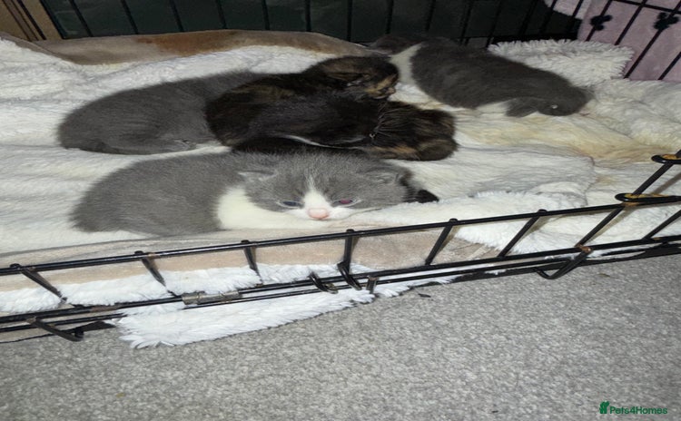 British Shorthair cats 6 beautiful British shorthair cross kittens  - Advert 2