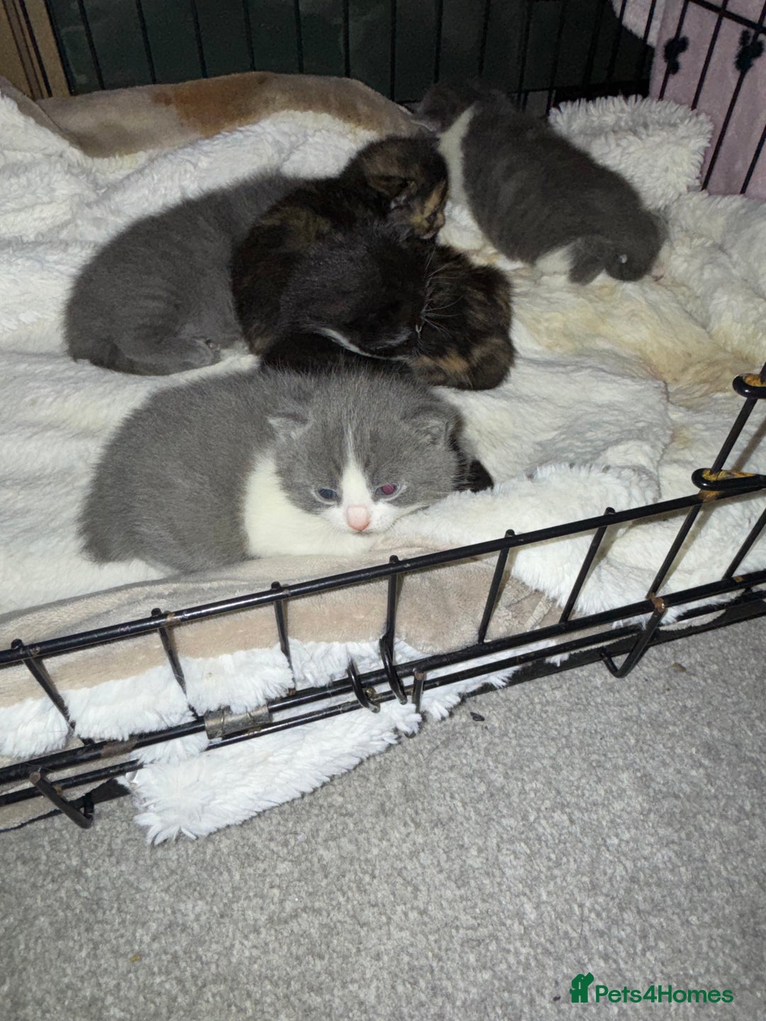 British Shorthair cats for sale: 6 beautiful British shorthair cross kittens  - Advert 2