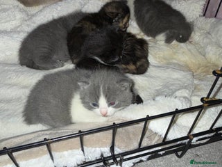 British Shorthair cats for sale: 6 beautiful British shorthair cross kittens - Advert 1
