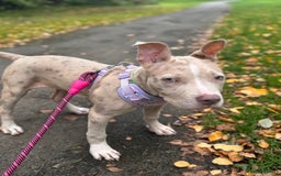 American Bully dogs for sale: 5 month old American bully x pocket bully - Advert 7