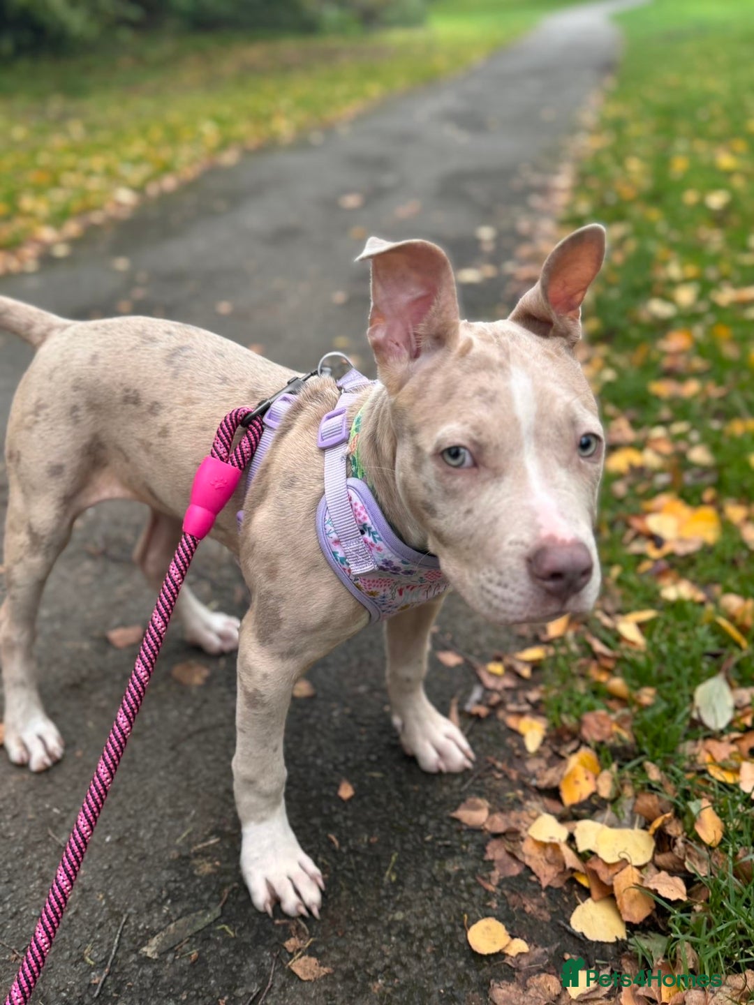 American Bully dogs for sale: 5 month old American bully x pocket bully - Advert 7