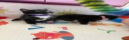 Mixed Breed cats for sale: 😺LOVELY KITTES Available for Collection Today!😺 - Advert 33