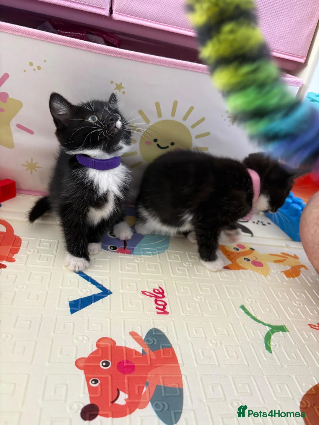 Mixed Breed cats for sale: 😺LOVELY KITTES Available for Collection Today!😺 - Advert 33