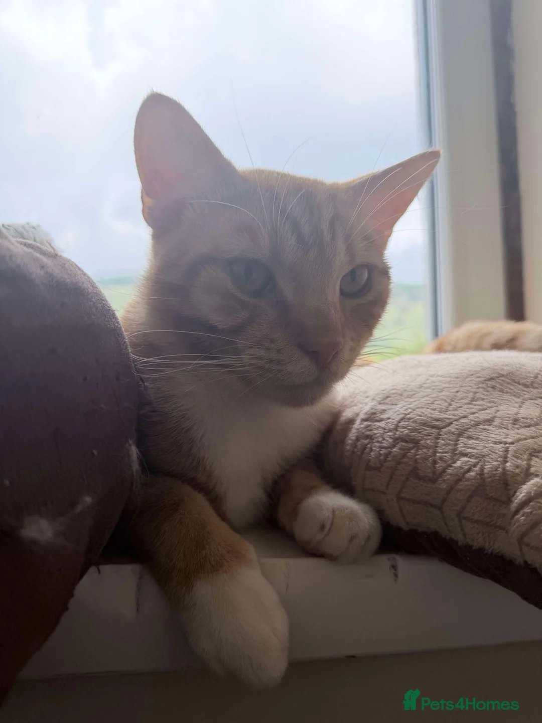 Domestic Shorthair cats for sale: A lovely boy Fry up for re-homing - Advert 8