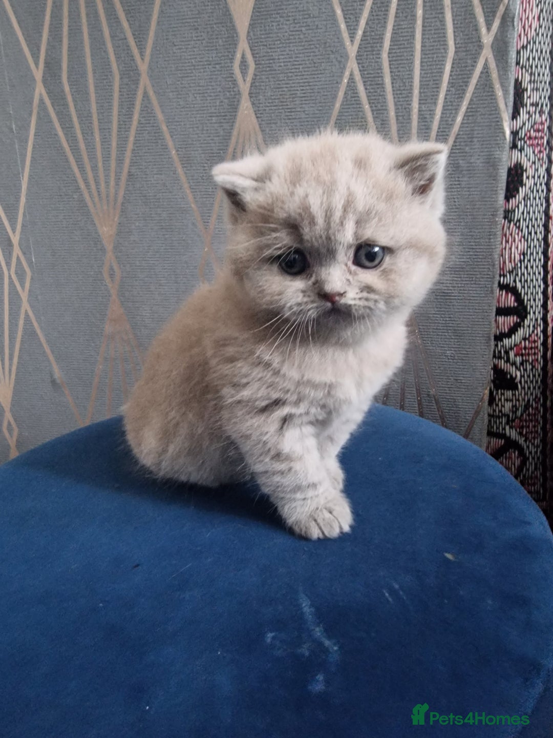 British Shorthair cats for sale: GCCF British shorthair kittens - Advert 3
