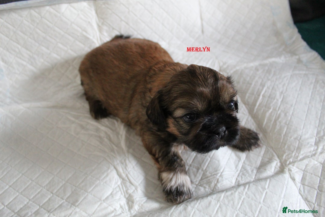 Shih Tzu dogs for sale: LOVELY SHIH TZU PUPPIES LIVER GENE  - Advert 11