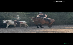 Irish Sports horses for sale: big beautiful bay 🥰 - Image 16