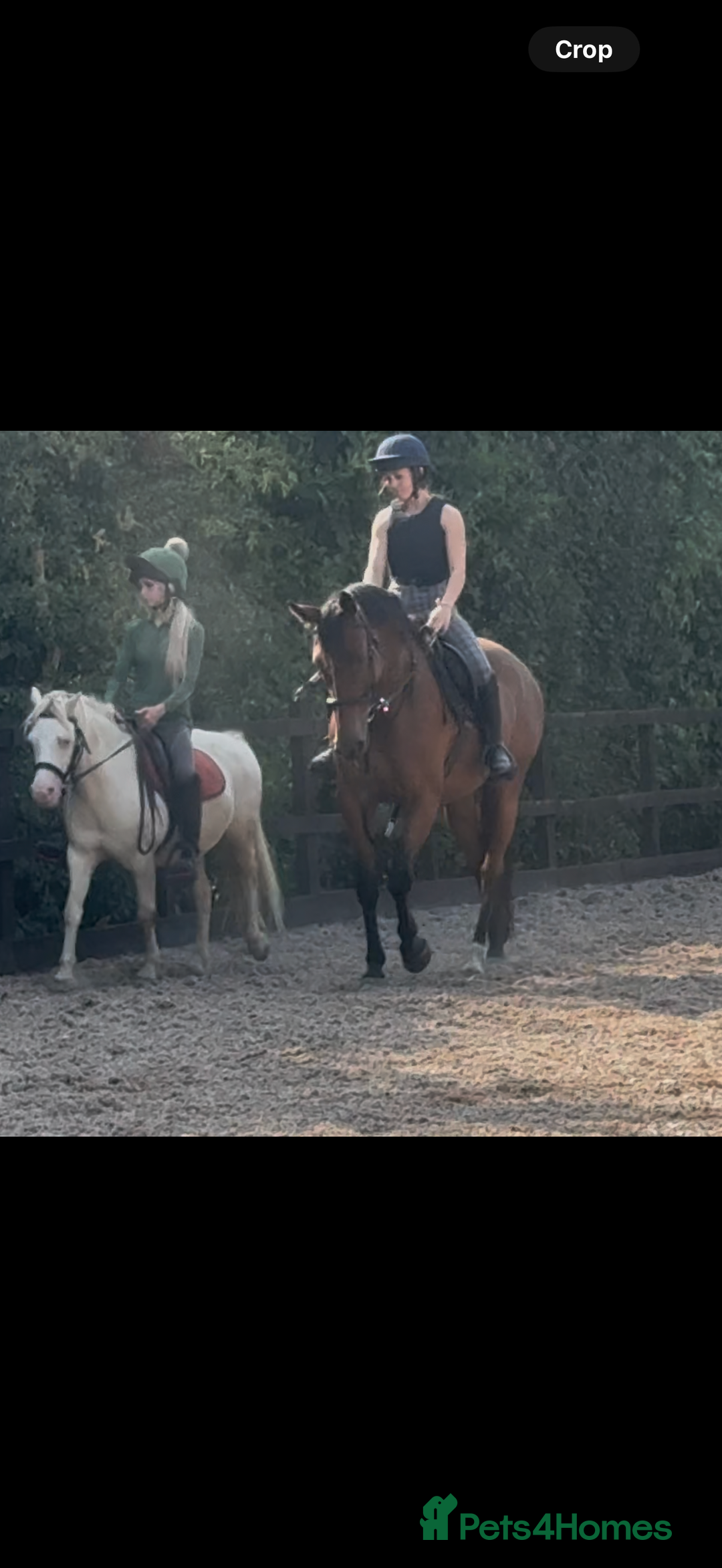 Irish Sports horses for sale: big beautiful bay 🥰 - Image 16