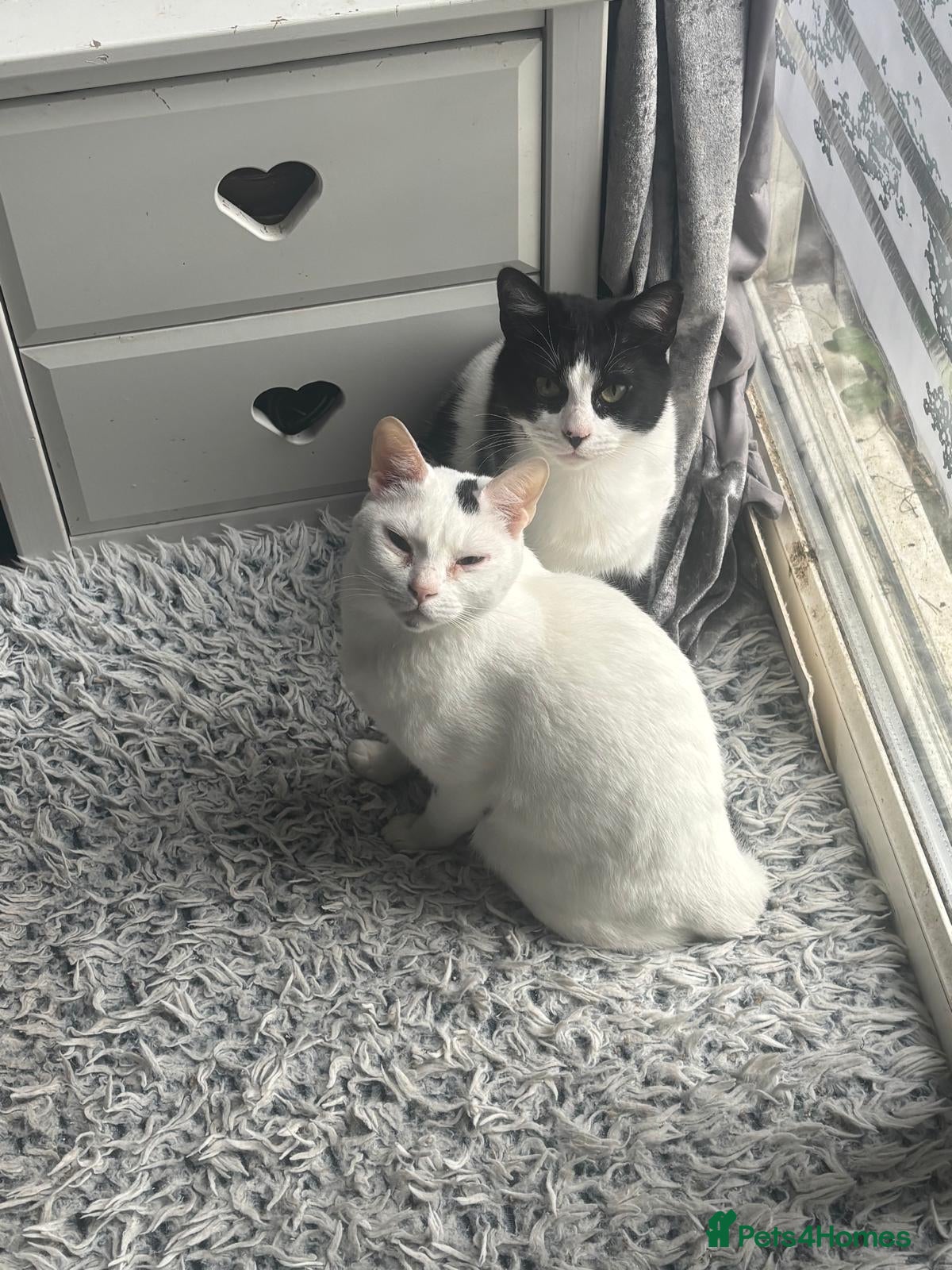 Arabian Mau cats Zayn & Rafa - Rescue Arabian Maus - Advert 1