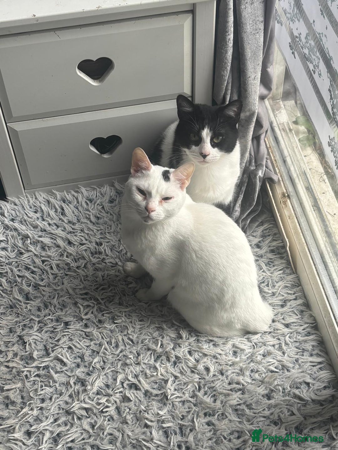 Arabian Mau cats for sale: Zayn & Rafa - Rescue Arabian Maus - Image 6