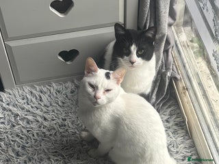 Arabian Mau cats - Advert 1