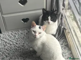 Arabian Mau cats Zayn & Rafa - Rescue Arabian Maus - Advert 1