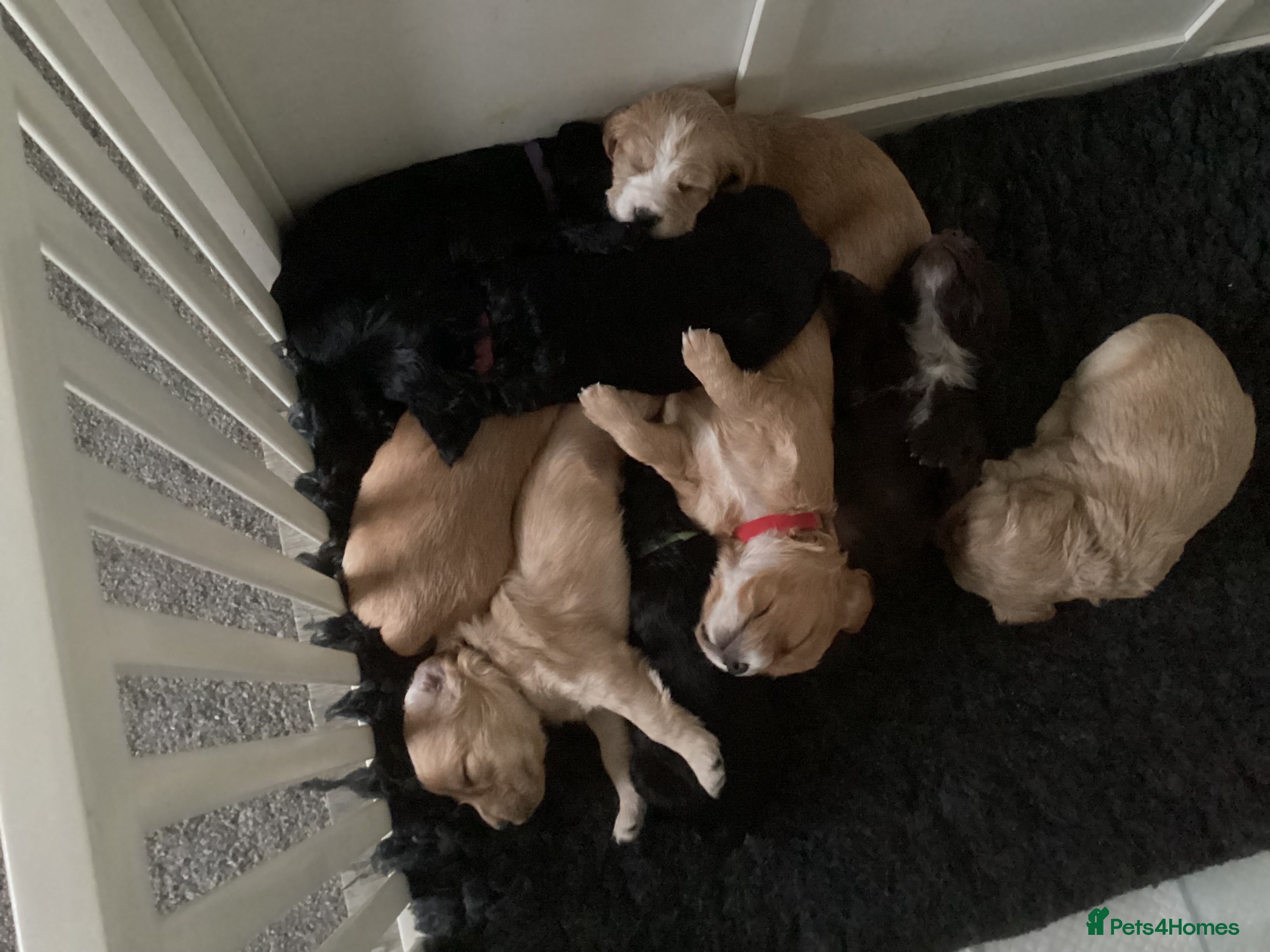 Cocker Spaniel dogs KC registered working cocker spaniel puppies  - Advert 10