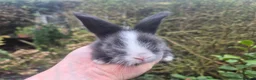 Angora rabbits for sale: ADORABLE ANGORA BABIES-PARENTS IMPORTED 🇫🇷  - Advert 16