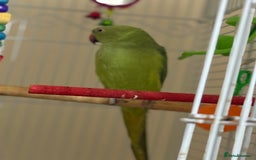 Ringnecks birds for sale: Indian ringneck - Image 1