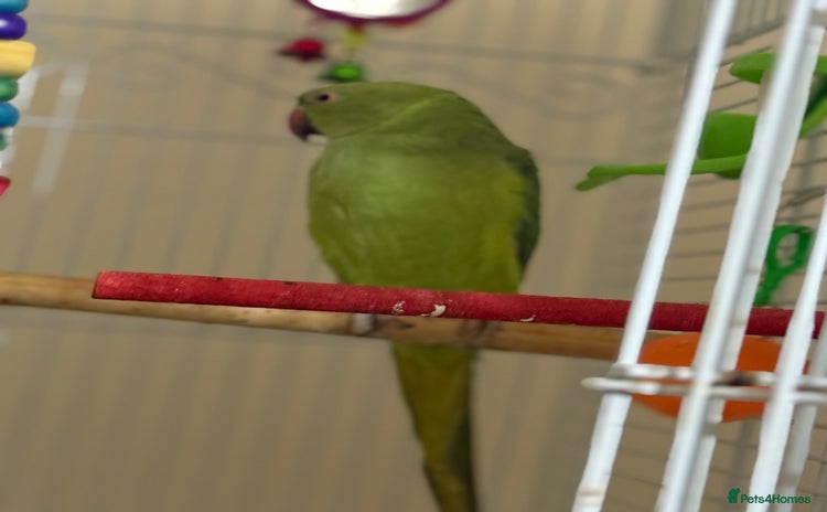 Ringnecks birds - Advert 1